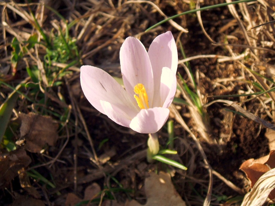 Crocus da determinare